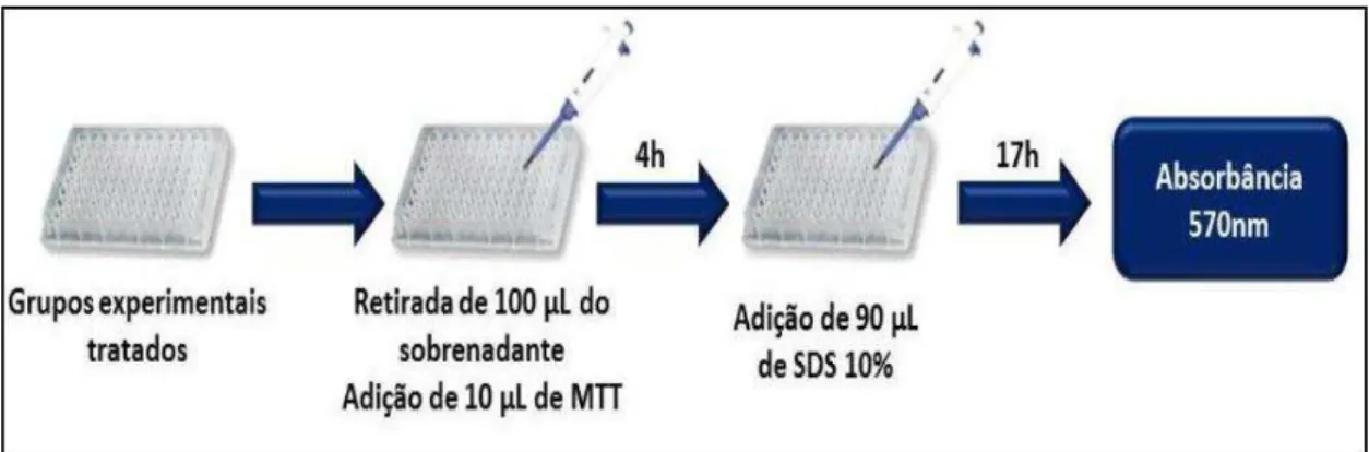 Figura  9  –   Esquema  das  etapas  de  tratamento  dos  astrócitos  em  Placa  de  Elisa  para obtenção da viabilidade celular 