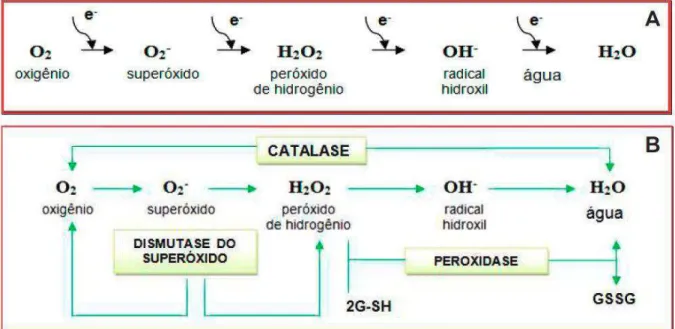 Figura 1 - Formação das espécies reativas de oxigênio (A), e atuação do complexo enzimático antioxidante (B)  Fonte: (APPEL; HIRT, 2004)