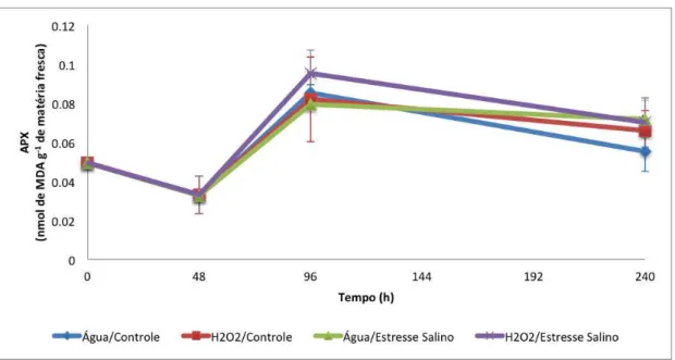 Figura 8 - Atividade da enzima peroxidase do ascorbato (APX) de plantas de feijão, cultivar TVu, sob os seguintes  tratamentos: água/controle, H 2 O 2 /controle, água/ salino e H 2 O 2 /salino