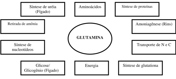 FIGURA  2  -  Principais  funções  da  glutamina  no  organismo.  (Adaptada  de  LABOW; SOUBA, 2000)