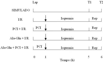 FIGURA  6  –  Delineamento  do  experimento.  Lap.:  Laparotomia;  PCI: 