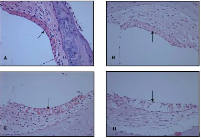 FIGURA 4 – Fotomicrografia da estria vascular (seta) de ratos representando os escores de lesão após tratamento  com  cisplatina