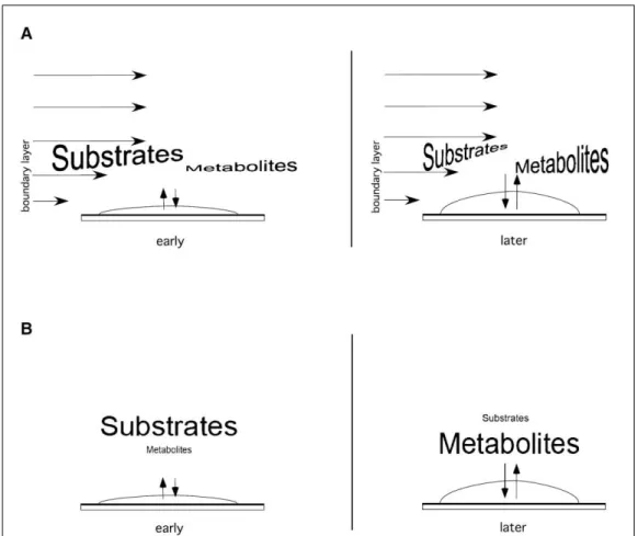 Figura 2.5  - Representação esquemática dos  fatores físicos  importantes para o  metabolismo do biofilme  bacteriano