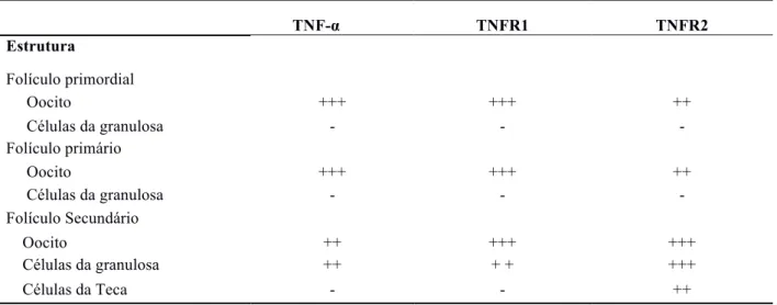 Tabela 1. Intensidade da expressão de proteínas para TNF-α TNFR-1 e TNFR-2 em folículos  bovinos