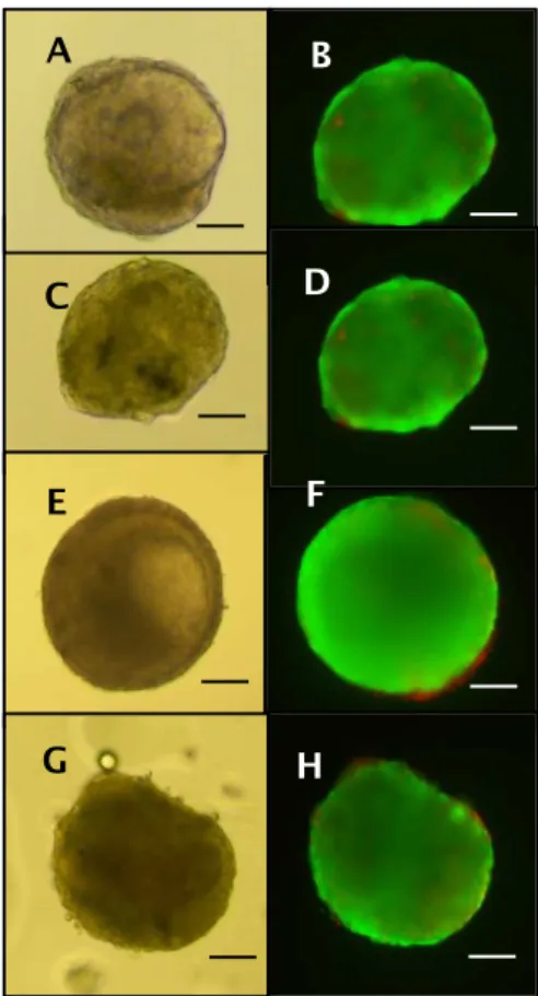 Figure 1.Viable bovine secondary follicles cultured for 18 days evaluated by light mircroscopy  (100x magnification) and after staining with calcein-AM (green) and ethidium homodimer-1  (red)