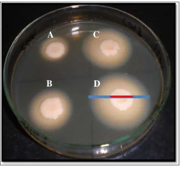 Figura 2. Avaliação da produção de fosfolipase por  C .  albicans , após diferentes condições de  pré-incubação