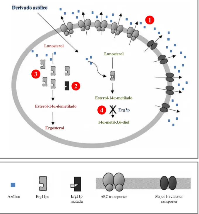 Figura 5. Principais mecanismos de resistência aos azólicos em  Candida  spp. (1) Diminuição  da  concentração  da  droga,  devido  à  super-expressão  de  proteínas  tipo  ABC   ( ATP-binding  cassete )  transporter  e  Major  Facilitator  transporter 