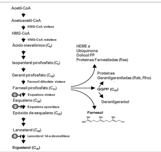 Figura 8. Farnesil pirofosfato como um ponto de ramificação na cadeia metabólica de lipídios