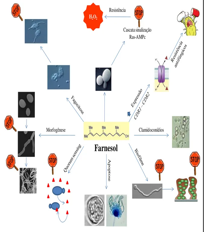 Figura  9. Efeitos  biológicos do farnesol  em  fungos: bloqueio da cascata  de sinalização Ras- Ras-cAMP  e  aumento  da  resistência  a  H 2 O 2   (Deveau,  et  al.,  2010);  aumento  da  expressão  dos  genes  CDR1  e  CDR2  e resistência antifúngica em