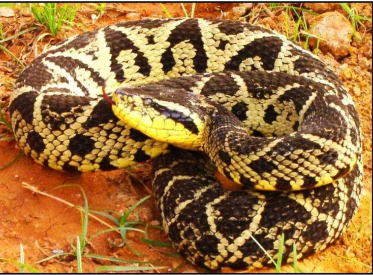 Figura 1  –  Fotografia de  Bothrops jararacussu. 