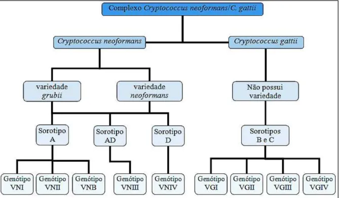 Figura 1. Composição atual do Complexo Cryptococcus neoformans/C. gattii dividido em espécies, variedades,  sorotipos e genótipos