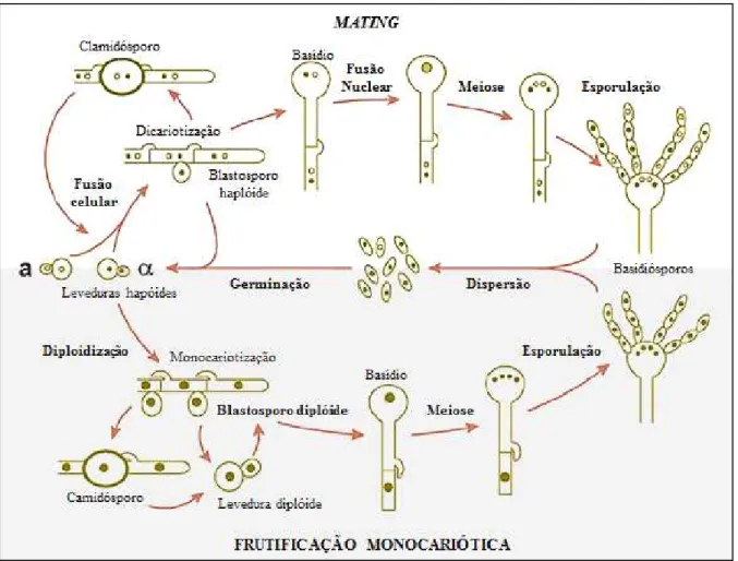 Figura  3.  Representação  esquemática  do  ciclo  de  vida  do  Complexo  Cryptococcus  neoformans/C