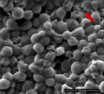 Figura  4.  Imagem  de  microscopia  eletrônica  de  varredura  de  um  biofilme  produzido  por  Cryptococcus  spp
