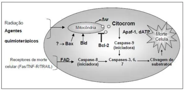 Figura 1.  Via intrínseca e extrinseca da apoptose 