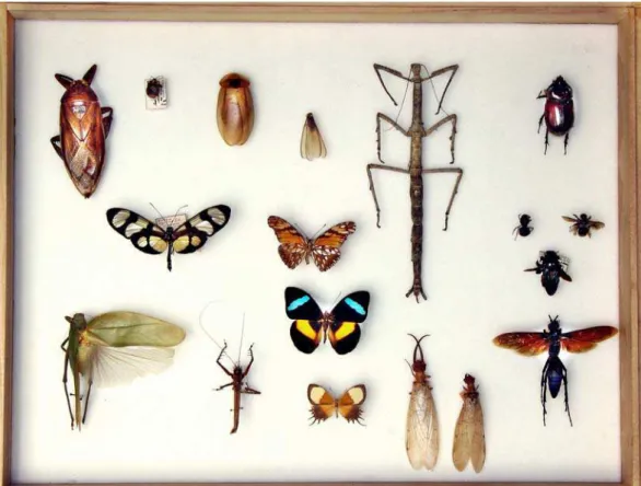Figura 2 – Aspecto geral da gaveta de madeira utilizada na Coleção Entomológica do Instituto Oswaldo Cruz