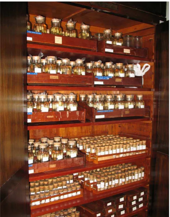 Figura 3 – Armário de madeira com os frascos nos quais os insetos ficam conservados em álcool 70%