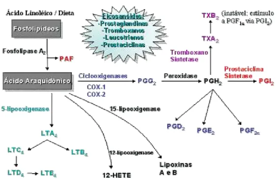 Figura  1.   Mostra  o  ácido  araquidônico  em  duas  vias  de  metabolização,  a  das  ciclooxigenases e a das lipooxigenases, formando eicosanóides
