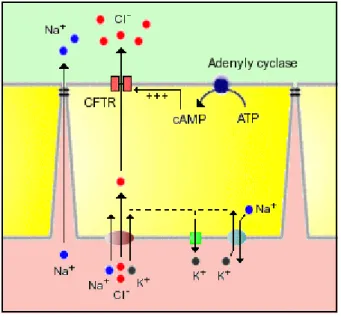 Figura 5. Absorção e secreção de eletrólitos no intestino delgado 