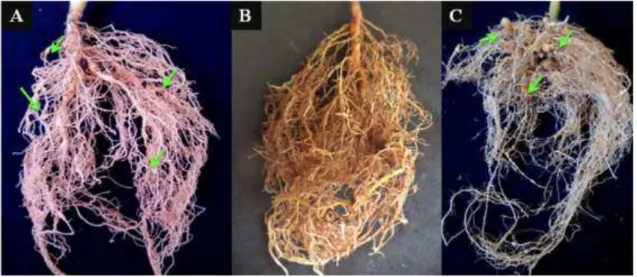 Figura 1  –  Raízes de plantas de fumo cv. NC 95 (A), algodão cv. Deltapine 16 (B) e tomate  cv