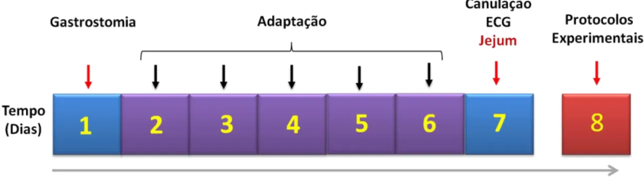 Figura 2. Distribuição temporal dos procedimentos experimentais. 