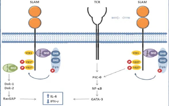 Figura  6 –  Via de sinalização SLAM-SAP – Após ativação do TCR,SLAM liga-se a  SAP,  recruta  e  ativa  FYN,  que  por  sua  vez  induz  fosforilação  tirosínica  dos  receptores  SLAM  e  subsequentemente  recruta  um  conjunto  de  moléculas  sinalizado