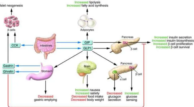 Figura 7 -  Ações de GLP-1 e GIP nos tecidos importantes para o controle da homeostasia  da glicose