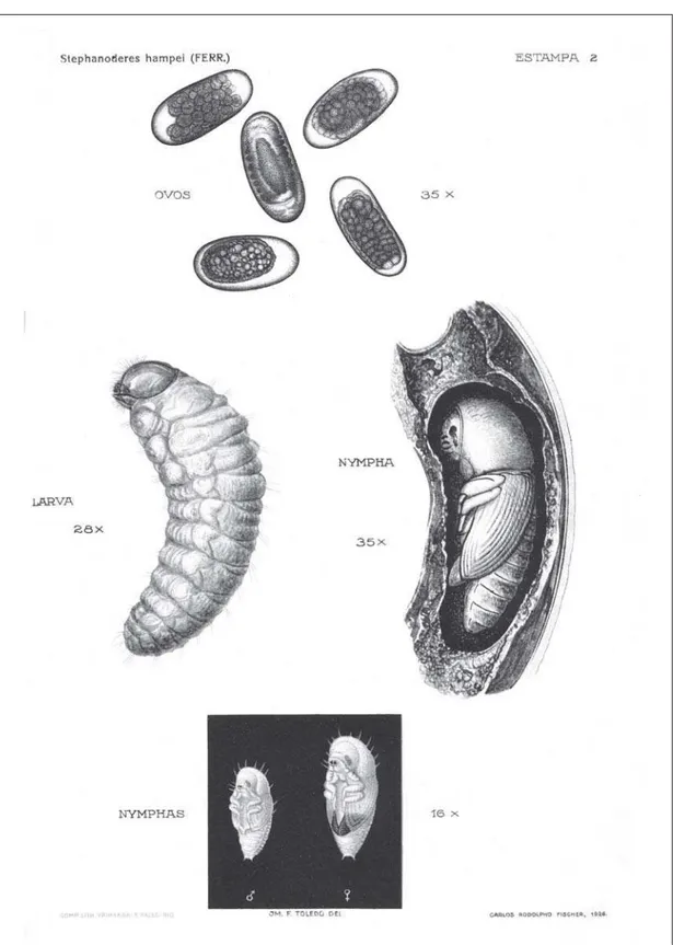 Figura 2 – Ovos, larvas e ninfas do Stephanoderes, em desenho de Fischer (Oliveira Filho, 1927).