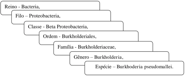 Figura 05. Nomenclatura taxonômica da B. pseudomallei. Adaptado de Brenner et al. 2005