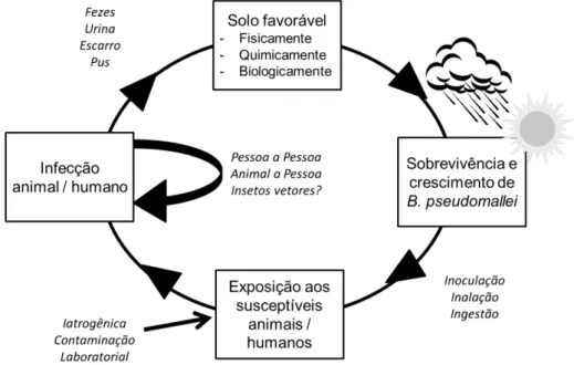 Figura  07.  Ciclo  de  transmissão  de  B.  pseudomallei.  O  ciclo  inicia  com  animais  e  humanos  adquirindo  B