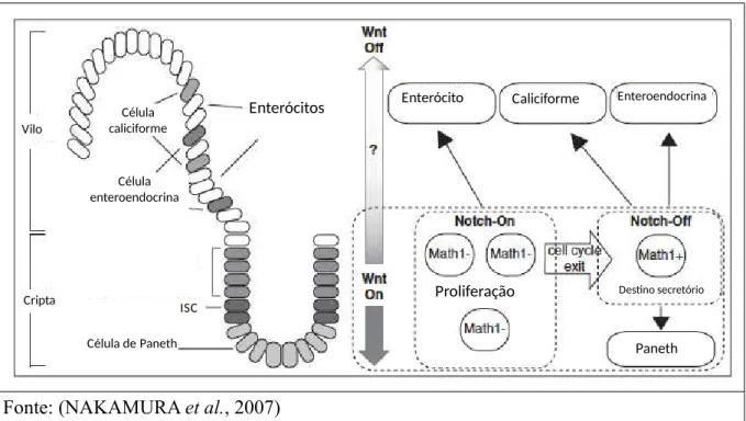 Figura 5. Papel das via Wnt e Notch na proliferação e diferenciação das células intestinais.