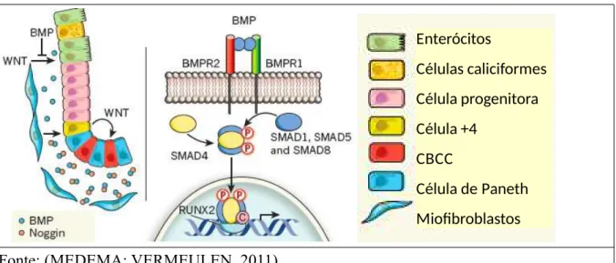 Figura 6. Sinalização intracelular BMP