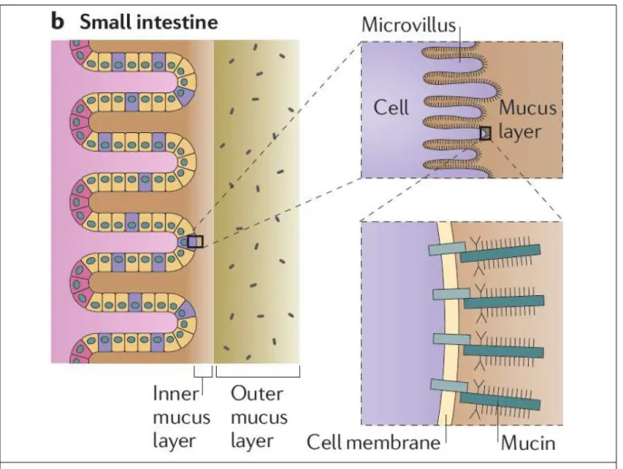 Figura 7. Céluas caliciformes, camada de muco e mucina não secretada no intestino delgado.