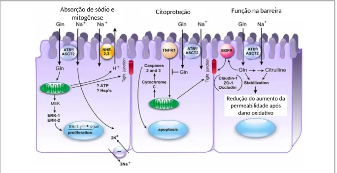 Figura 11. Mecanismos propostos para as funções da glutamina nas células intestinais.