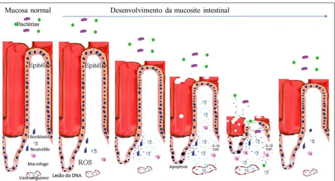 Figura 3 – Desenvolvimento da mucosite intestinal.  