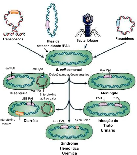 Figura 3: Contribuição dos elementos genéticos na patogenicidade da E. coli.