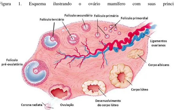 Figura  1.  Esquema  ilustrando  o  ovário  mamífero  com  suas  principais  estruturas