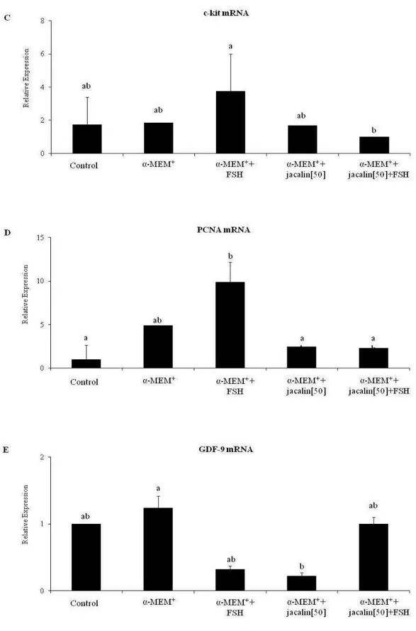 Figure 8. Levels of mRNA expression for in BMP-15 (A), KL (B), c-kit (C), PCNA (D) and  GDF-9 (E) in uncultured control tissue (day 0) and in tissue  cultured for 6 days in medium  containing FSH, jacalin or both