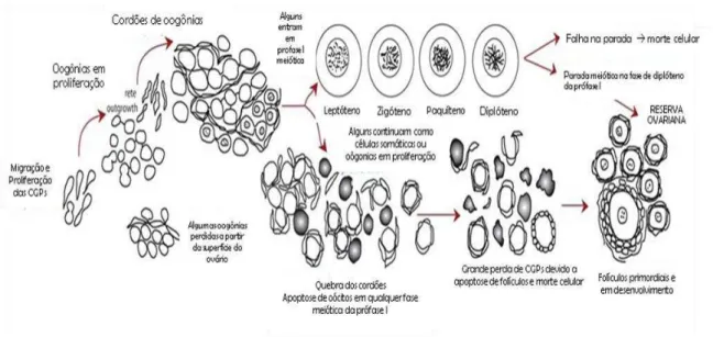 Figura 1. Migração de células germinativas primordiais (PGC) e proliferação oogonial, a entrada para a meiose e  as fases de prófase meiótica 1 (MP1), a formação de ninho e discriminação, foliculogênese, a apoptose de células  germinativas e os números de 