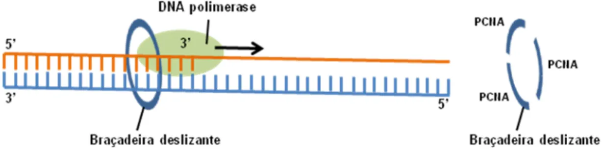 Figura 4. União das subunidades da PCNA com a braçadeira deslizante que está ligada com a DNA polimerase