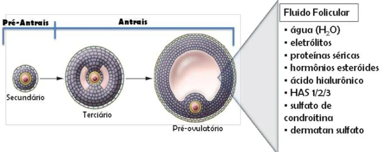 Figura 5. Desenho esquemático do desenvolvimento folicular, mostrando a transição de folículos pré-antrais para  antrais  (folículo  de  Graaf)  evidenciando  o  antro  folicular,  bem  como  os  componentes  presentes  no  fluido  que  preenche esta cavid