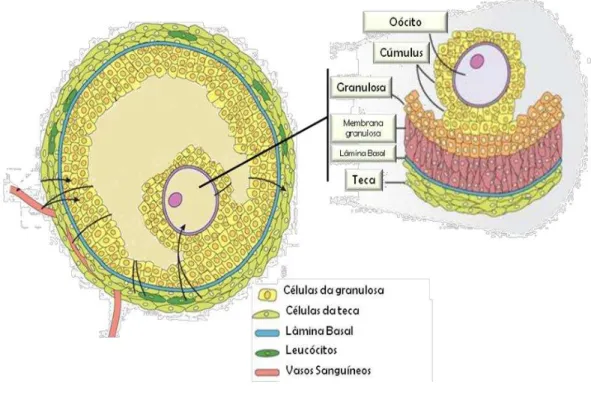 Figura 6. Diferenciação das células da granulosa em células do cúmulus.  