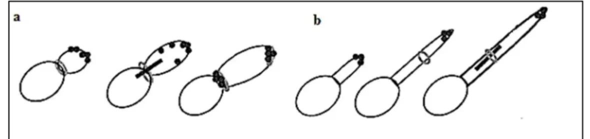 Figura 1. (a) Formação de pseudo-hifas: anel do septo entre a célula mãe e a célula-filha, iniciando o fuso  mitótico; (b) Formação de hifas verdadeiras: projeção do tubo germinativo.
