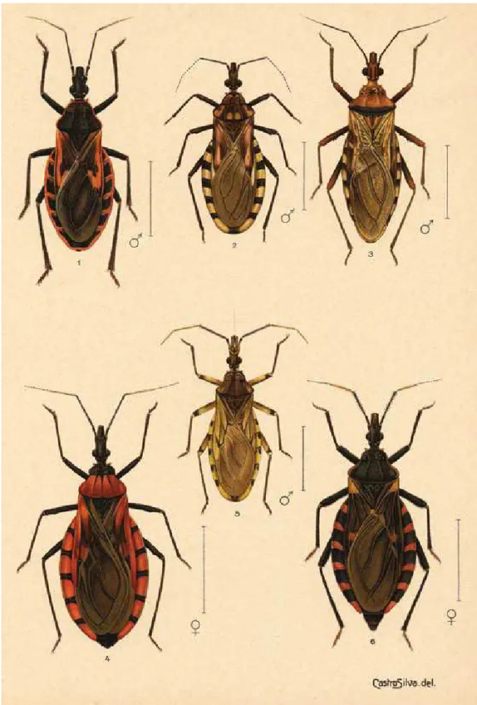 Figura  III. Representações feitas por Castro Silva: 1. Triatoma rubrofasciata; 2. Triatoma maculata; 3