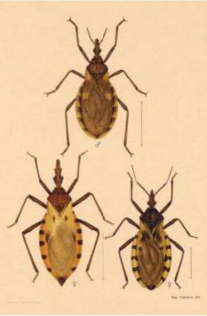 Figura X. Representações feitas por Raymundo Honório. De cima para baixo e da esquerda para a direita: Meccus longipennis, Triatoma dimidiata e Triatoma patagonicaFigura IX
