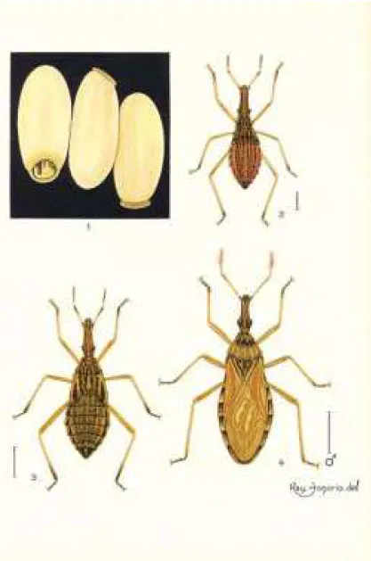 Figura  XI. Representações feitas porRaymundo Honório. Em cima: Triatoma eratyrusiformis; embaixo: Rhodnius pallescens.