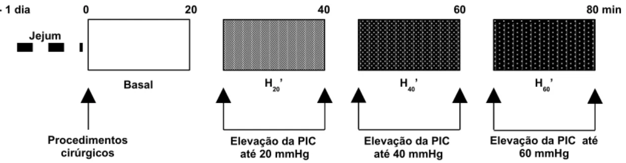 FIGURA 12 – Representação esquemática do delineamento experimental empregado  para o estudo das variações do volume gástrico registradas por meio de pletismografia  em ratos anestesiados submetidos a pressões intracranianas crescentes de 20, 40 ou  60 mmHg