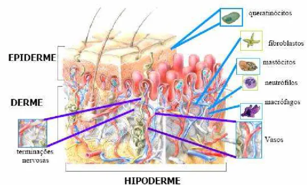 Figura 5 - Esquema simplificado de uma seção transversal de pele demonstrando as três  camadas da pele (epiderme, derme e hipoderme) e os tipos celulares presentes 