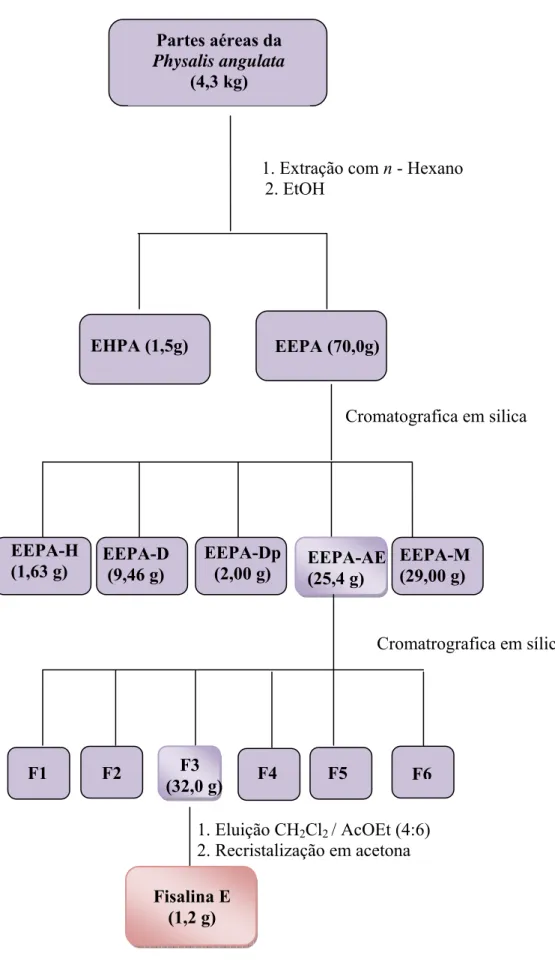 Figura 9 - Método de obtenção da Fisalina E  Partes aéreas da  Physalis angulata  (4,3 kg) EHPA (1,5g)  EEPA (70,0g) EEPA-H (1,63 g) EEPA-D  (9,46 g) EEPA-Dp     (2,00 g)  EEPA-AE (25,4 g)  EEPA-M (29,00 g) F1 F2     F3  (32,0 g) F4 F5  F6Fisalina E      (
