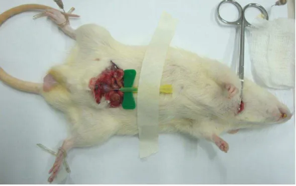 Figura 3: posição do rato antes de iniciar experimento 