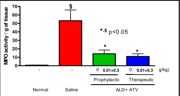 Fig. 6 shows that animals submitted to 11 days of periodontitis presented a  significant increase on MPO activity in gingival tissue (53.2±12.7 MPO activity/g  of tissue), when compared to normal animals (0.7±0.2)